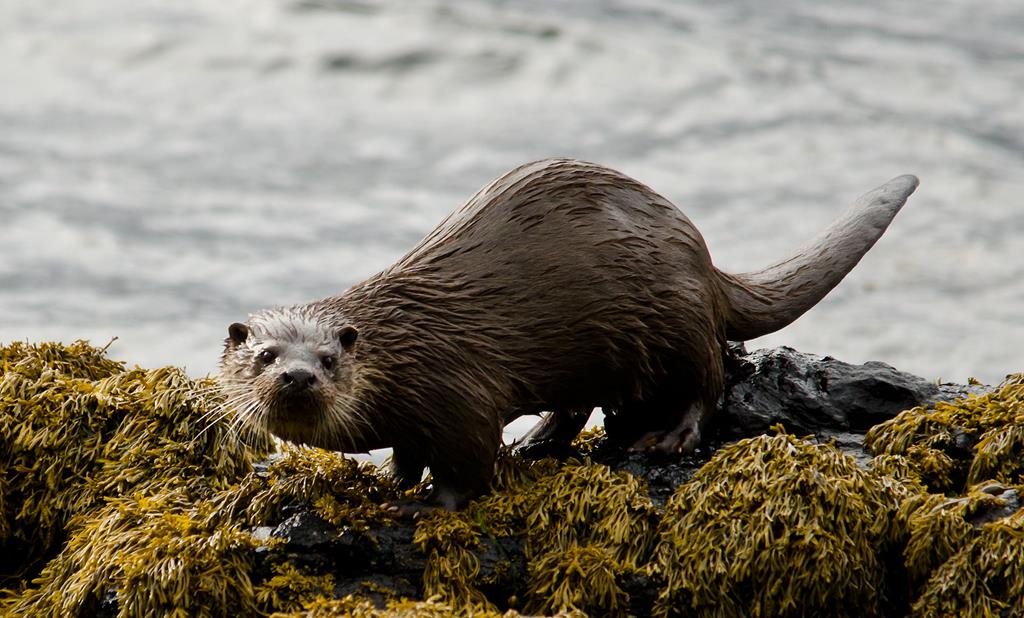 boats-trips-and-tours,Otter, Isle of Mull