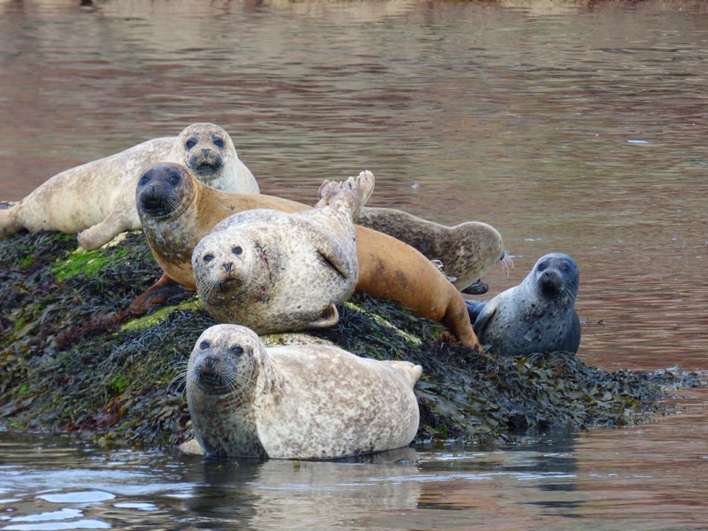 Seals, Bull Hole, Fionnphort, Isle of Mull