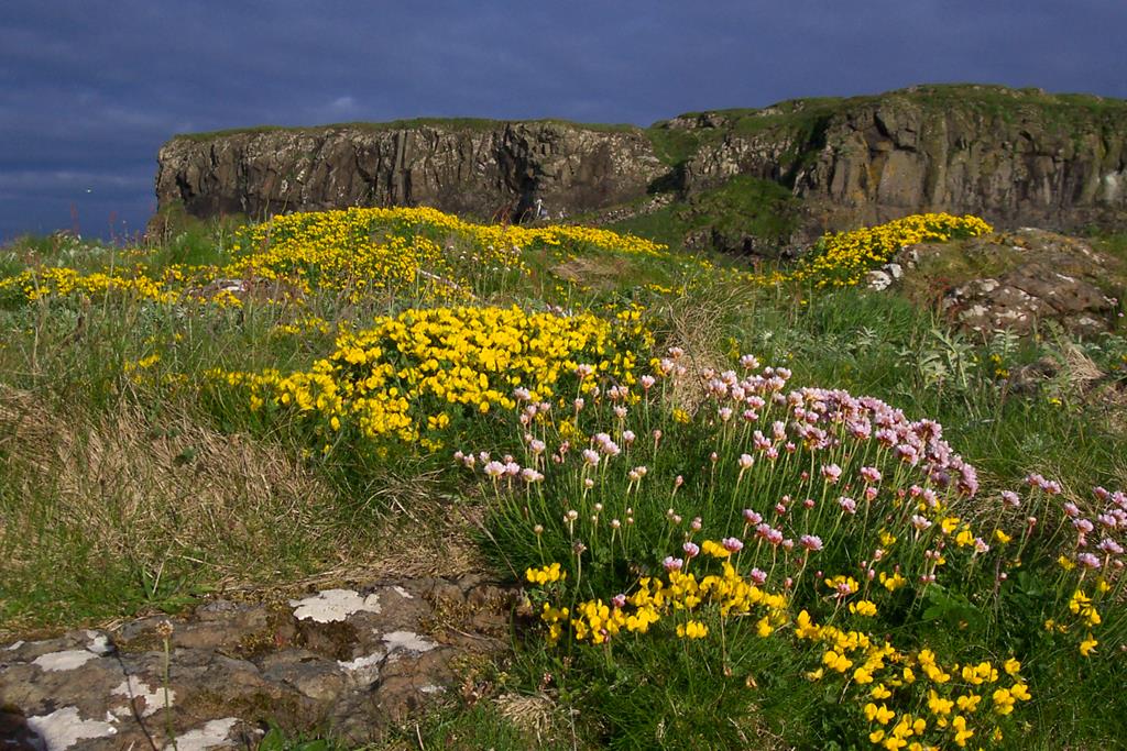 boat-trips-and-tours, Lunga, wildflowers