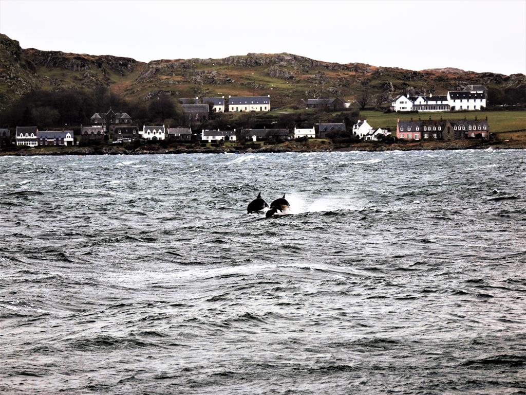 Dolphins, Sound of Iona, bed and breakfast