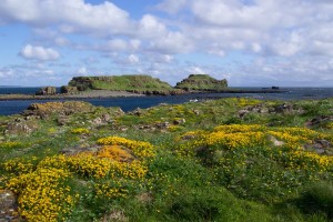Staffa, boat, trips, and, tours, wild flowers, Lunga